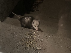 Didelphis virginiana