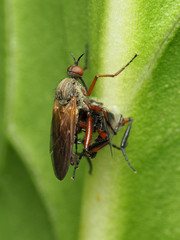 Empis spectabilis