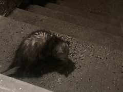 Didelphis virginiana