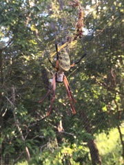 Trichonephila sexpunctata
