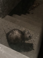 Didelphis virginiana