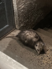 Didelphis virginiana