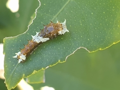 Papilio aegeus aegeus