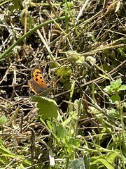 Lycaena phlaeas daimio