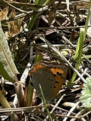 Lycaena phlaeas daimio