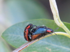 Chrysomela confluens