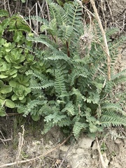 Astragalus pycnostachyus pycnostachyus