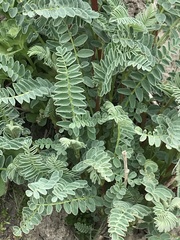 Astragalus pycnostachyus pycnostachyus