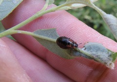 Chrysomela confluens