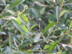 Chrysomela confluens