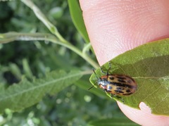 Chrysomela confluens