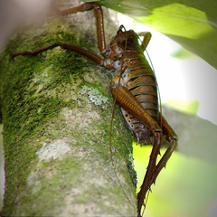 Deinacrida heteracantha