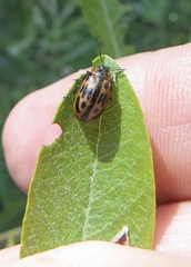 Chrysomela confluens