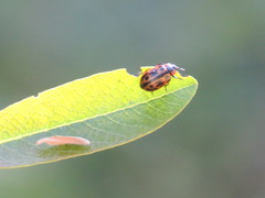 Chrysomela confluens