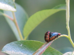 Chrysomela confluens