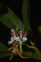 Aspasia epidendroides