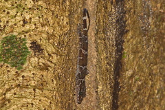 Cyrtodactylus consobrinus