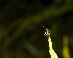 Horciasinus signoreti