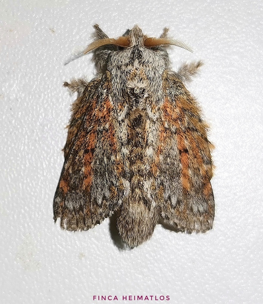 Euglyphis adusta