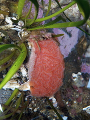 Aplidium solidum