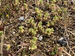 Alchemilla occidentalis