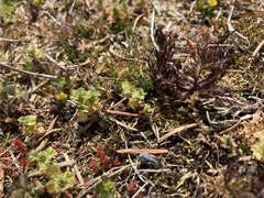 Alchemilla occidentalis