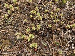 Alchemilla occidentalis