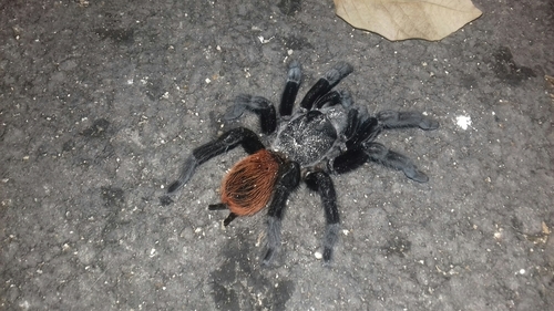 Mexican Red-rump Tarantula