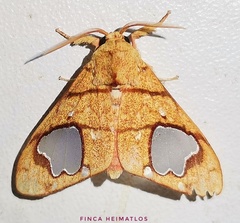 Zatrephes trailii