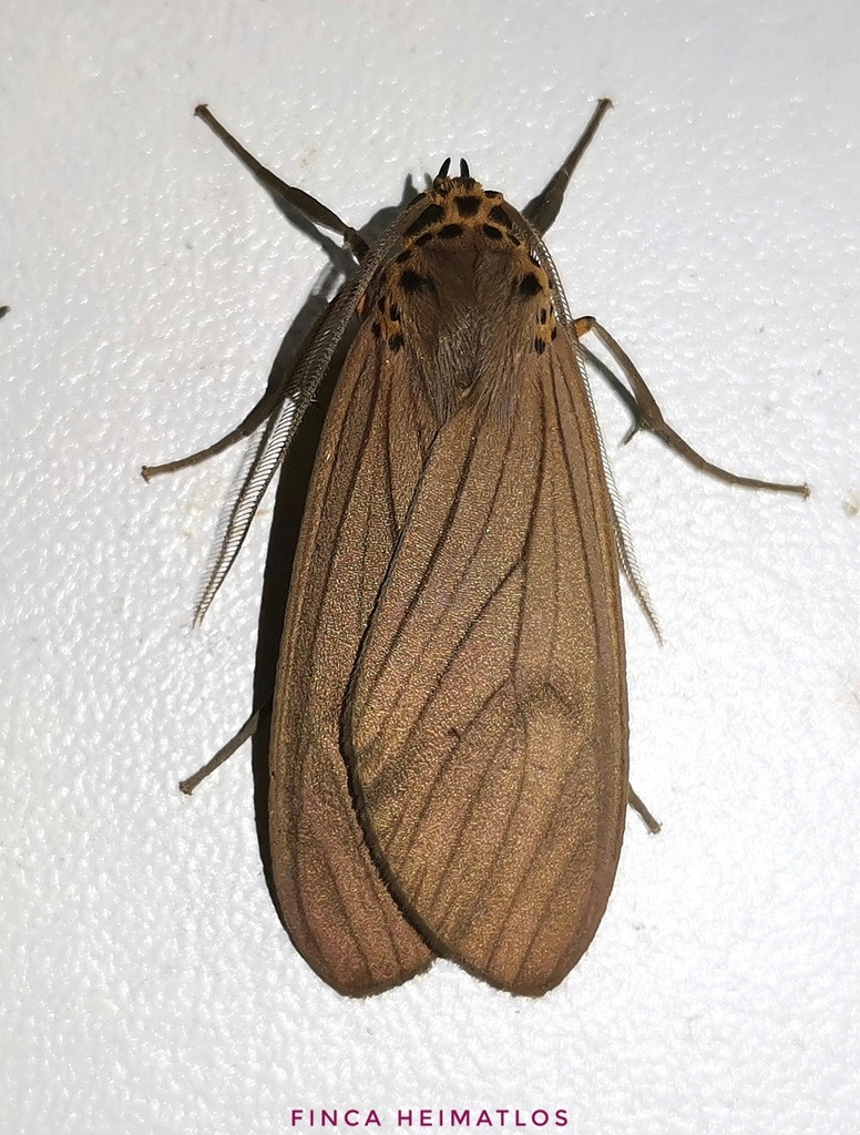 Pelochyta affinis