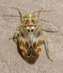 Tropidosteptes quercicola