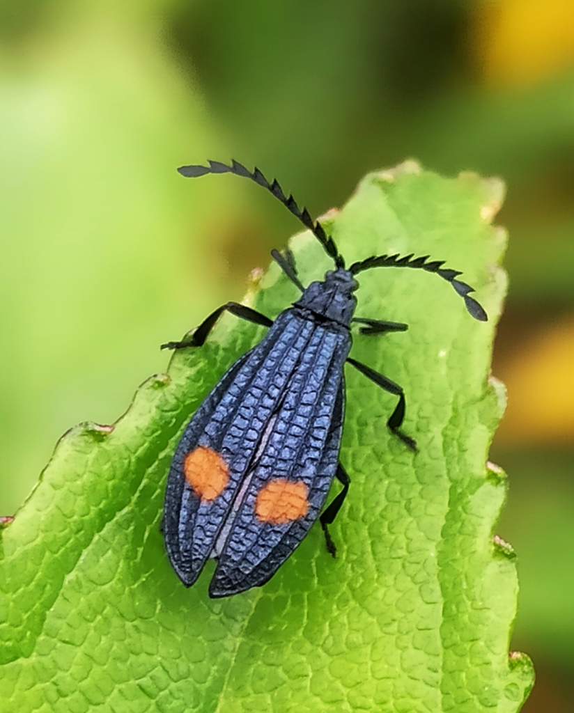 Idiopteron