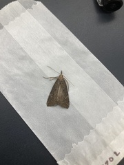 Hypena humuli
