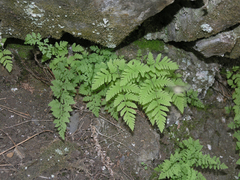 Gymnocarpium jessoense