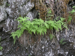 Gymnocarpium jessoense