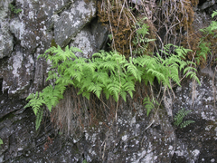 Gymnocarpium jessoense