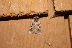 Cerastis enigmatica