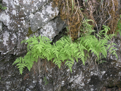 Gymnocarpium jessoense