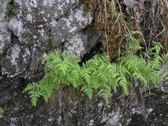 Gymnocarpium jessoense