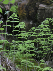 Gymnocarpium jessoense