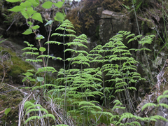 Gymnocarpium jessoense