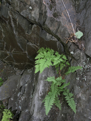 Gymnocarpium jessoense