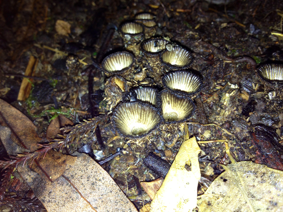 Cyathus novae-zeelandiae image