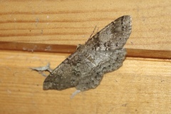 Melanolophia imitata