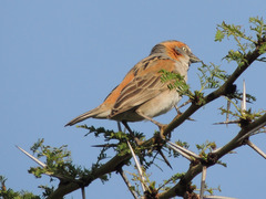 Passer rufocinctus