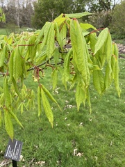 Acer mandshuricum