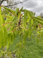 Acer mandshuricum