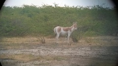 Equus hemionus khur