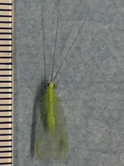 Ceraeochrysa lineaticornis