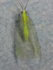 Ceraeochrysa lineaticornis